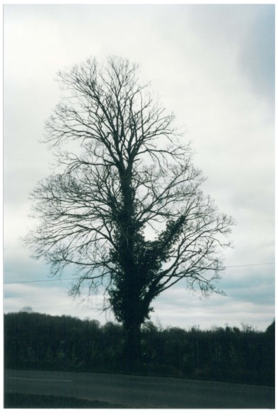 rencontre arbre champetre