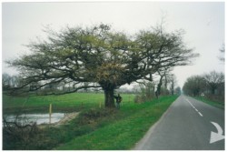 photo de Chêne pédonculé  ©  Bruno Petit Vienne Nature