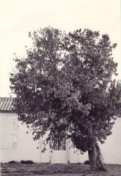 photo de Mûrier noir  &copy;  Nature Environnement 17