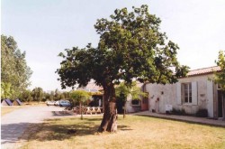 photo de Mûrier noir  &copy;  Nature Environnement 17