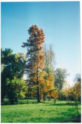 photo de Cyprès chauve  ©  Bruno Petit Vienne Nature