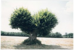 photo de Tilleul à grandes feuilles  ©  Vienne Nature