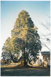 photo de Séquoia géant  ©  Bruno Petit Vienne Nature