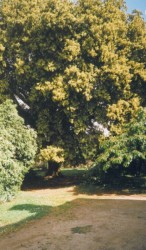 photo de Chêne vert  &copy;  Bruno Petit Vienne Nature