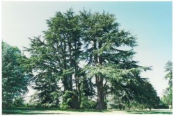 photo de Cèdre de l'Atlas  ©  Bruno Petit Vienne Nature