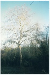photo de Platane commun  ©  Bruno Petit Vienne Nature