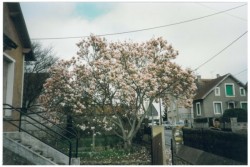 photo de Magnolia à grandes fleurs  ©  Bruno Petit Vienne Nature