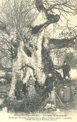 photo de Chêne pédonculé 