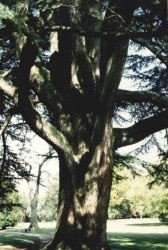 photo de Arboretum  ©  Isabelle Delavaud