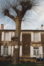 photo de Platane d'Orient  &copy;  Serge Seguin
