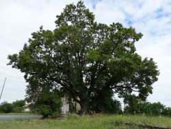 photo de Erable sycomore  ©  Nanou Matignon