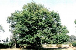 photo de Erable champêtre  ©  Simone Marseau DSNE