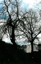 photo de Erable champêtre  ©  Samuel Fichet