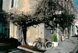 photo de Glycine  ©  Samuel Fichet