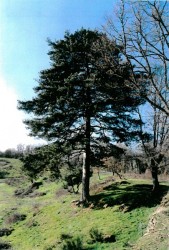 photo de Pin laricio de Corse  ©  Samuel Fichet