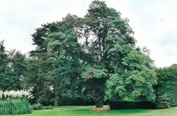 photo de Robinier faux acacia  ©  Jacques Mangou DSNE