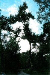 photo de Chêne du Japon à feuilles de châtaignier  ©  Arlette Vandier DSNE