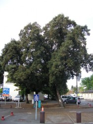 photo de Chêne vert 